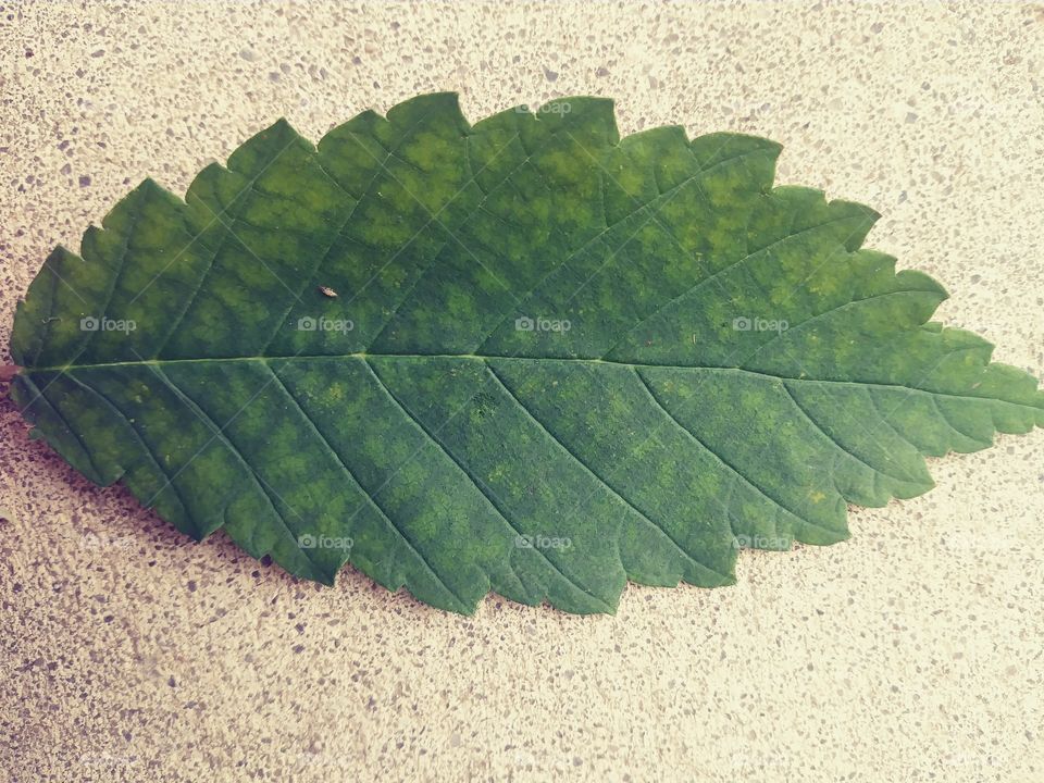 Elm leaf