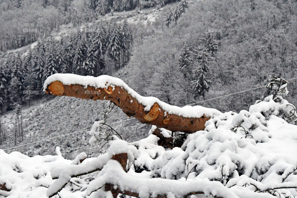 Snowed landscape tree