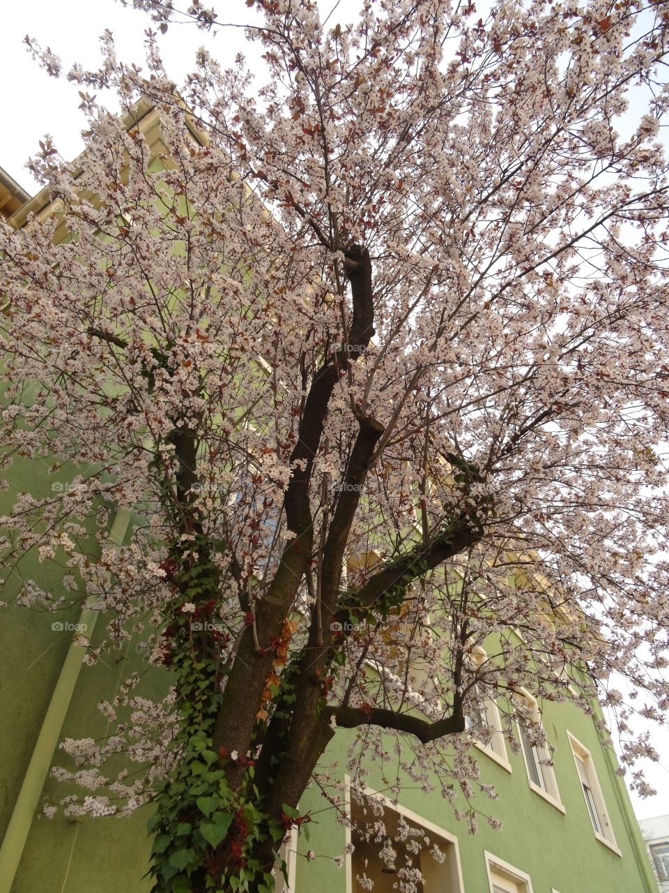 Spring in Ginnheim . I honestly can't remember whether this is a cherry tree or an almond tree. Frankfurt am Main, March 2014 