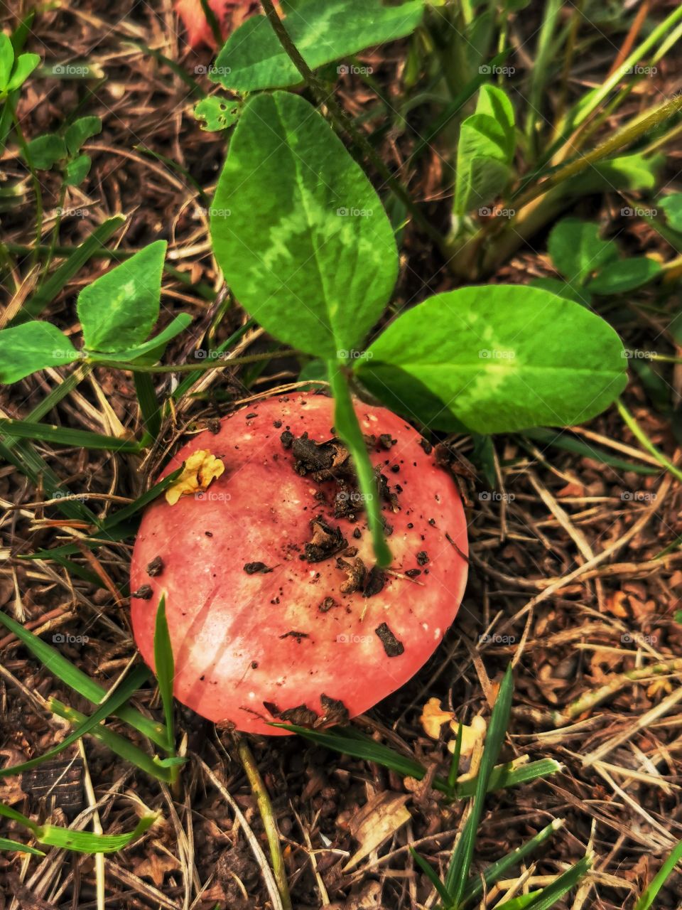 Plants green day forest