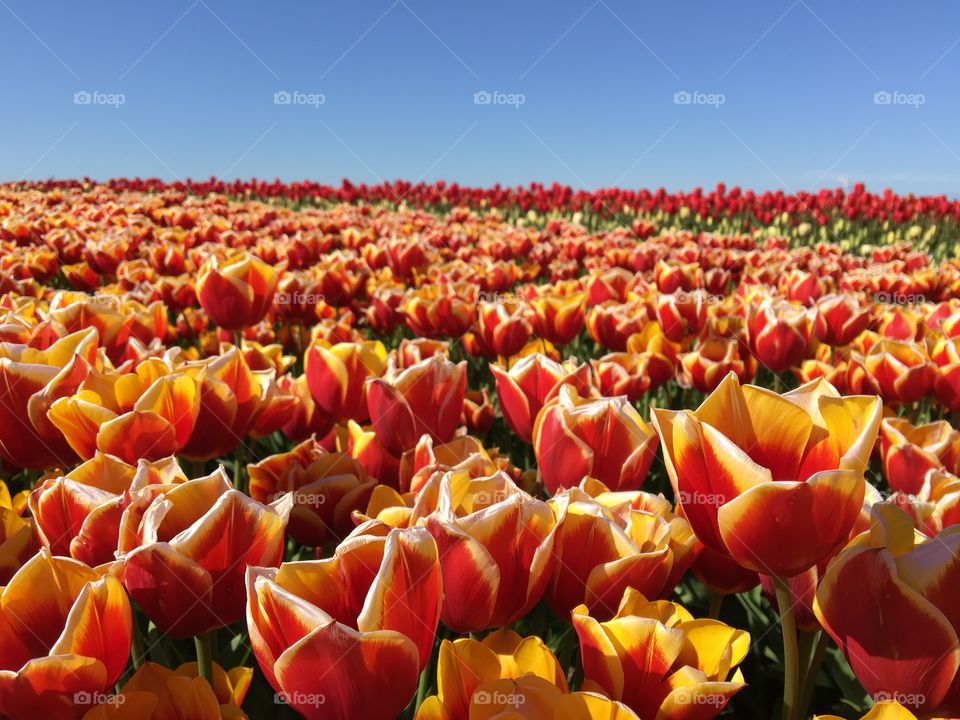Field of red yellow tulips