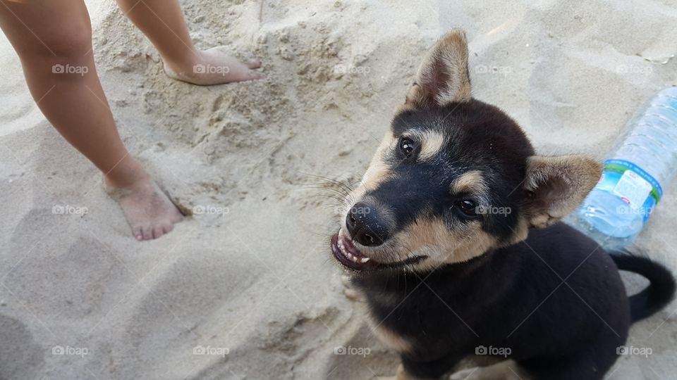 Puppy dog on the beach