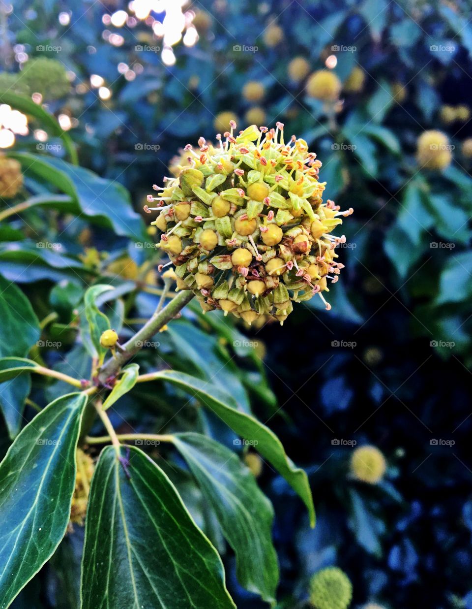 Close-up of flower bud