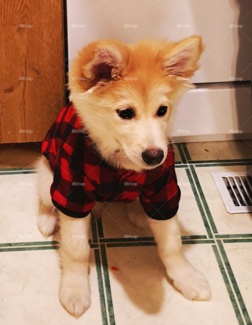 white Husky with red shirt
