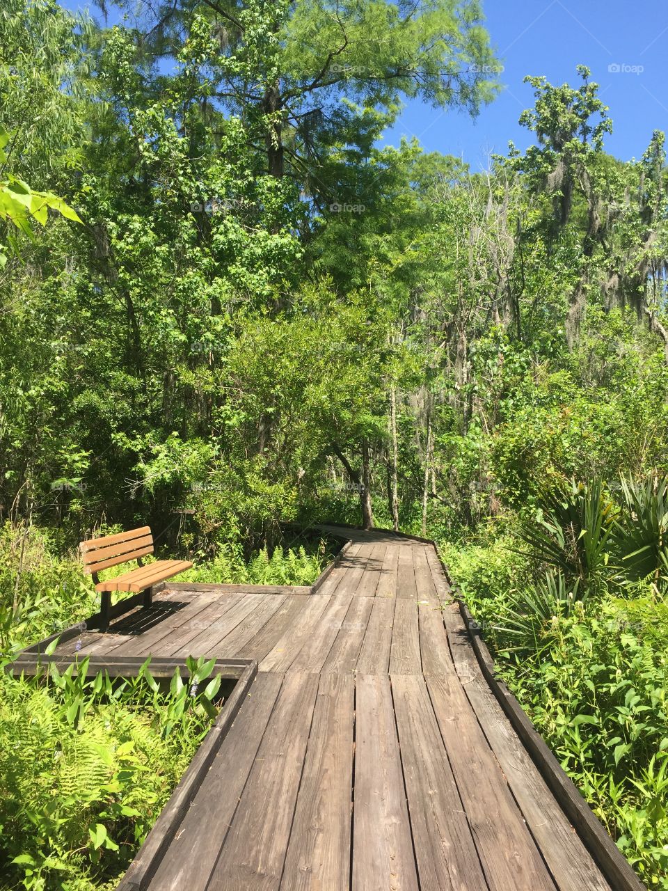 Bayou in New Orleans 