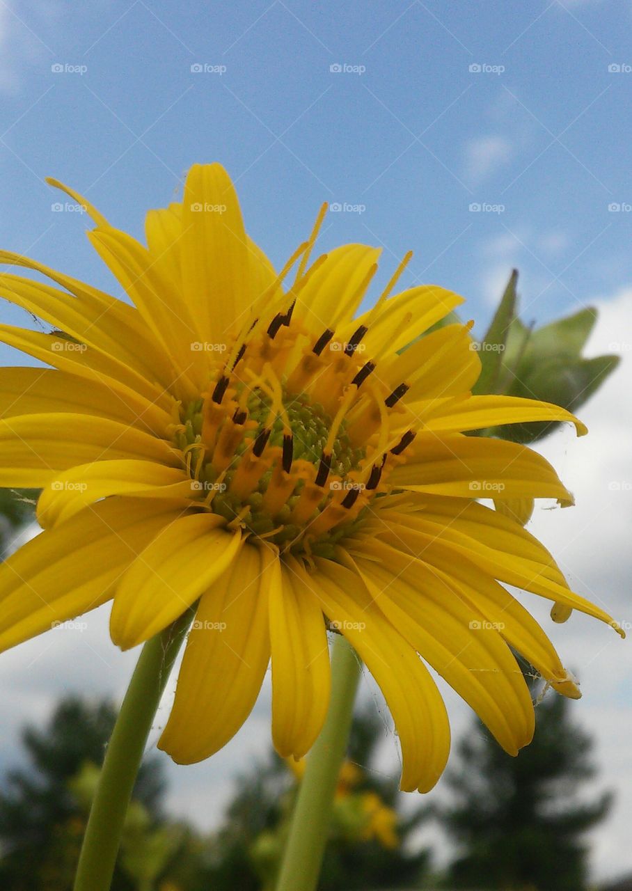 Summer stunner