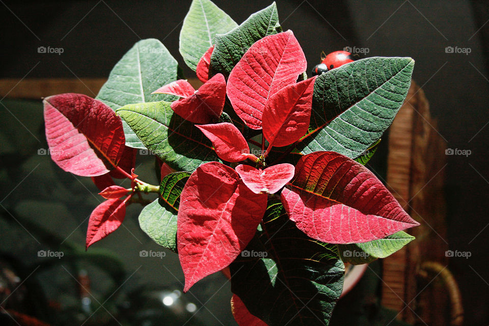 Christmas poinsettia 