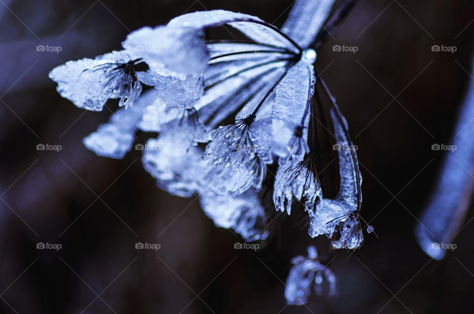 Frozen flower during extreme cold winter