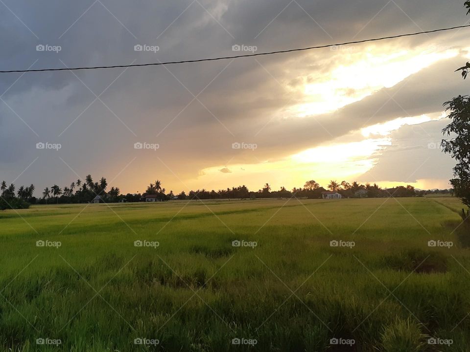 EVENING PADDY FIELD PHOTO