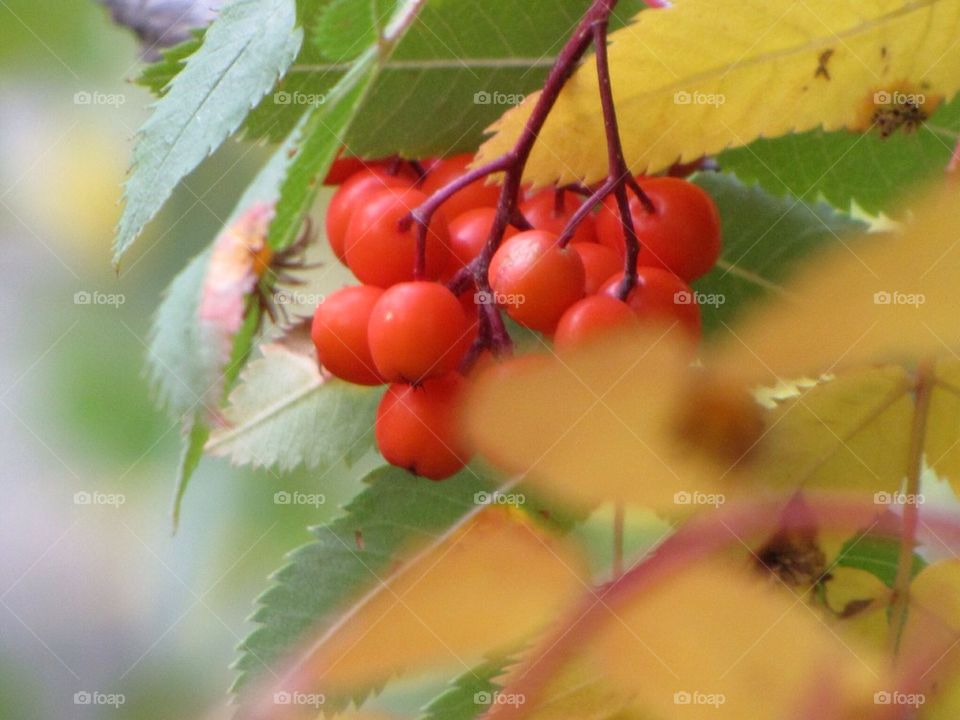 Berries