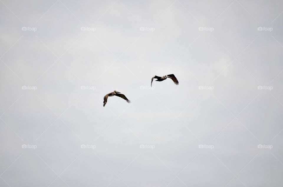 Pelicans over the Gulf of Mexico