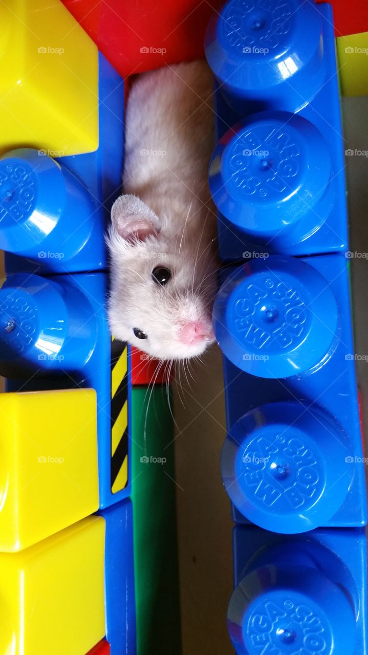 Hamster in a mega blocks maze