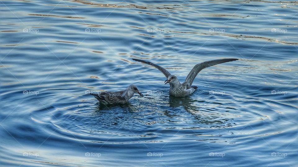 Seagulls swimming in pond