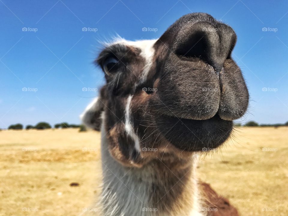 Llama Closeup