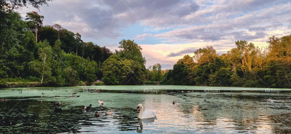 A beautiful view of an artificial reservoir with swans and ducks swimming in it against the background of trees and a cloudy sky, close-up side view.