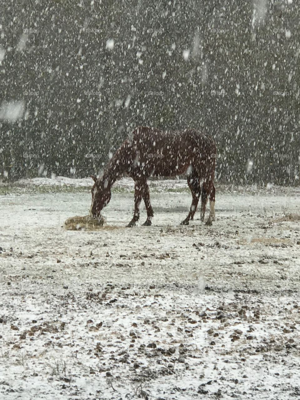 South Georgia snow winter 2018 is not slowing Tuff down from enjoying his hay. 