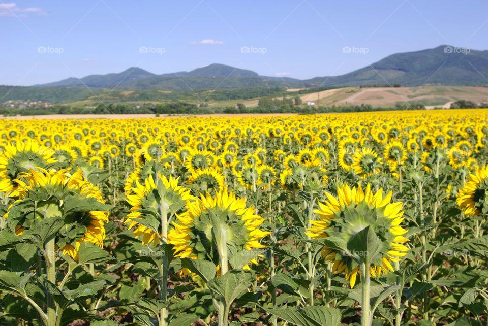 Sunflowers