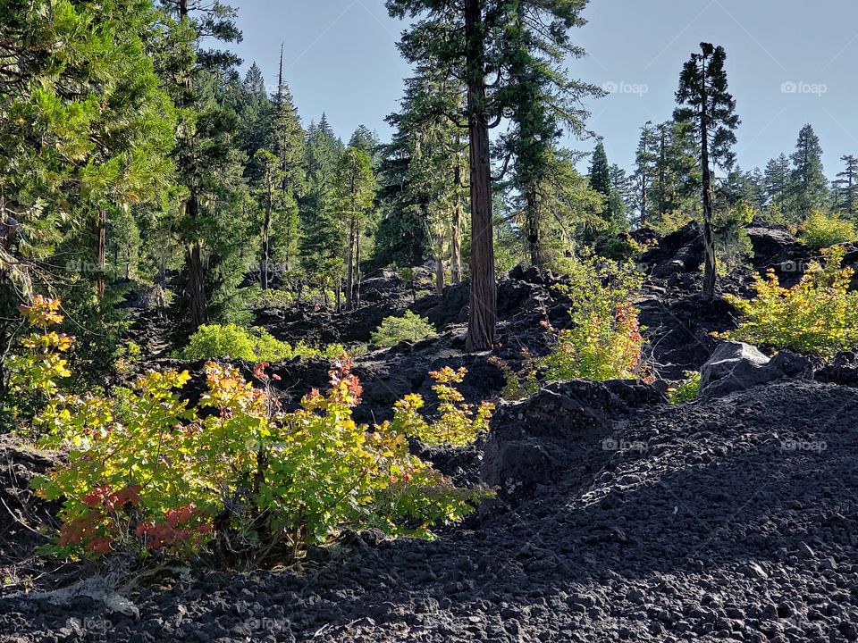 Hardened lava rock covers the forest floor among the fir trees and bushes on a sunny summer morning in Western Oregon. 