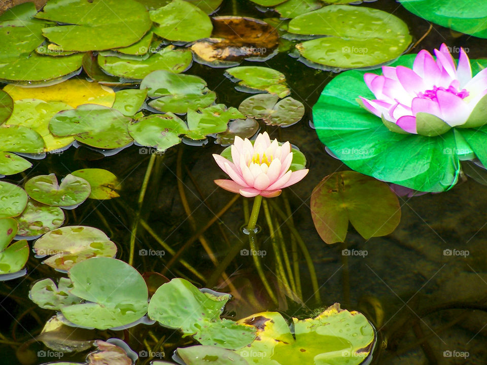 blooming lily pad