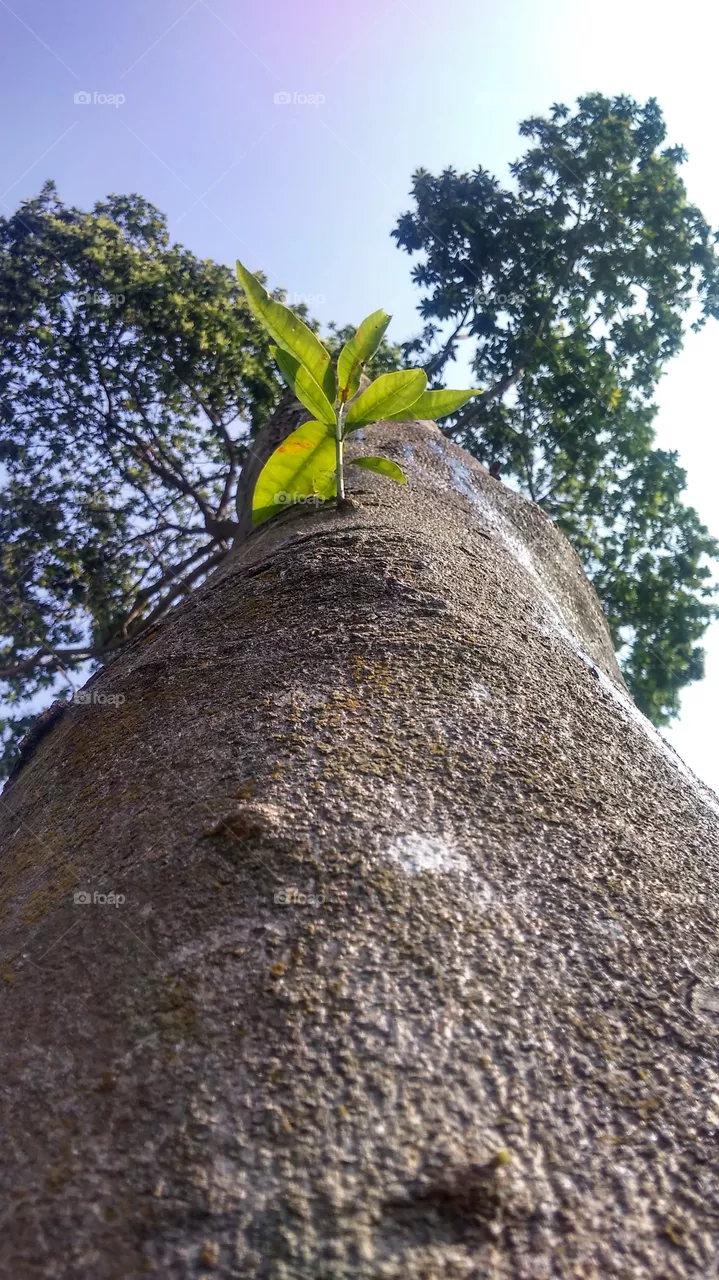 wild tree