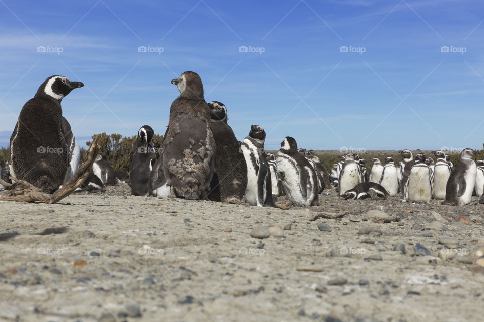 Pinguenera Faro Cabo Virgenes.