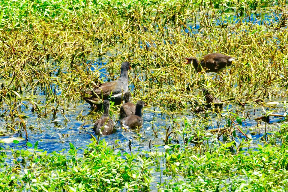Purple gallinule and chicks