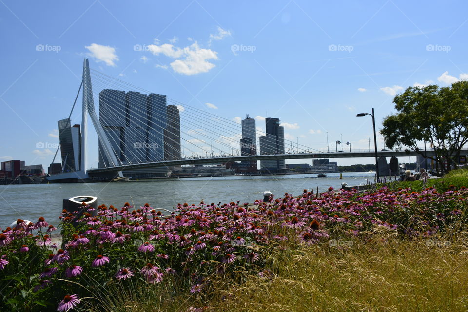 City, Rotterdam, Erasmusbrug