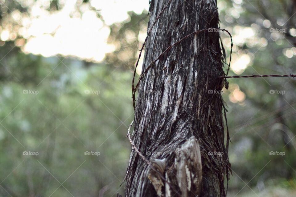 Barbed wire on tree