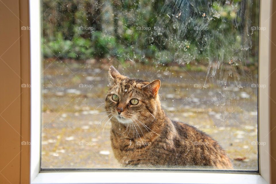 Portrait of a cat looking through a window soiled with cat paws