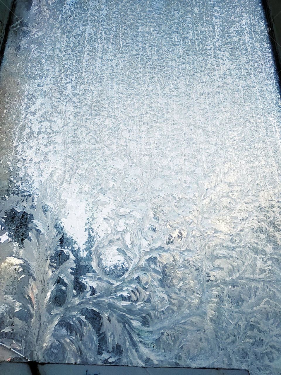 Frost ferns on window. Beautiful winter