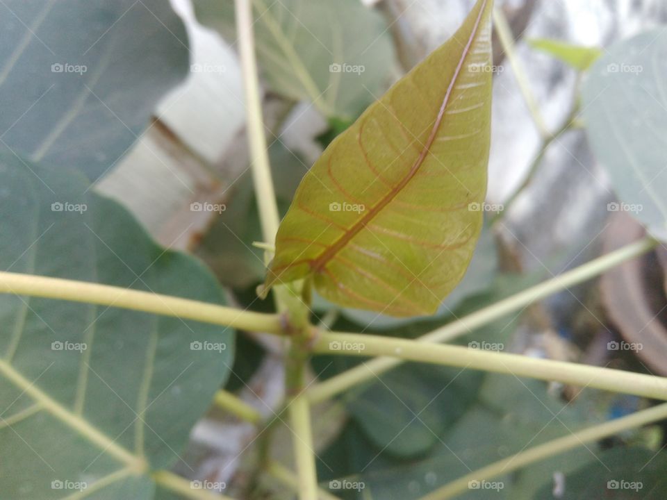 peepal leaves