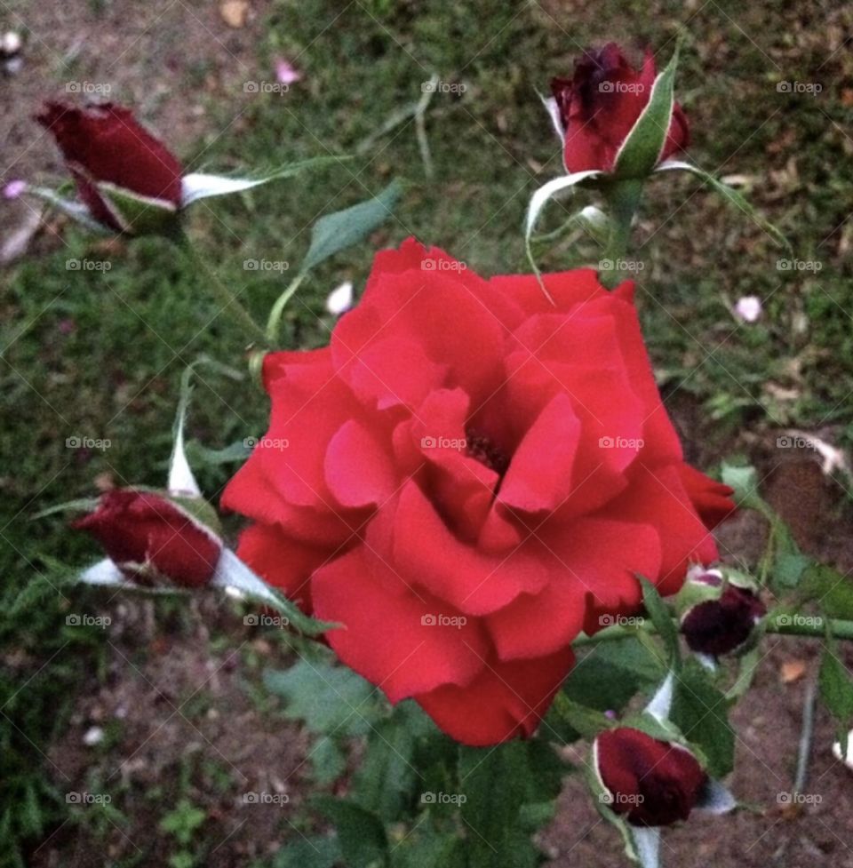 🌹 🇺🇸 Very beautiful flowers to brighten our day.  Live nature and its beauty. Did you like the delicate petals? / 🇧🇷 Flores muito bonitas para alegrar nosso dia. Viva a natureza e sua beleza. Gostaram das pétalas delicadas? 