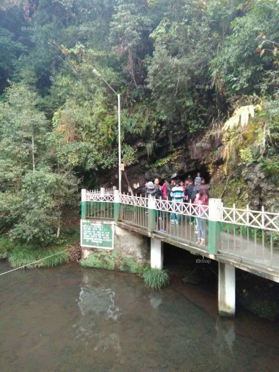 Bridge in the forest