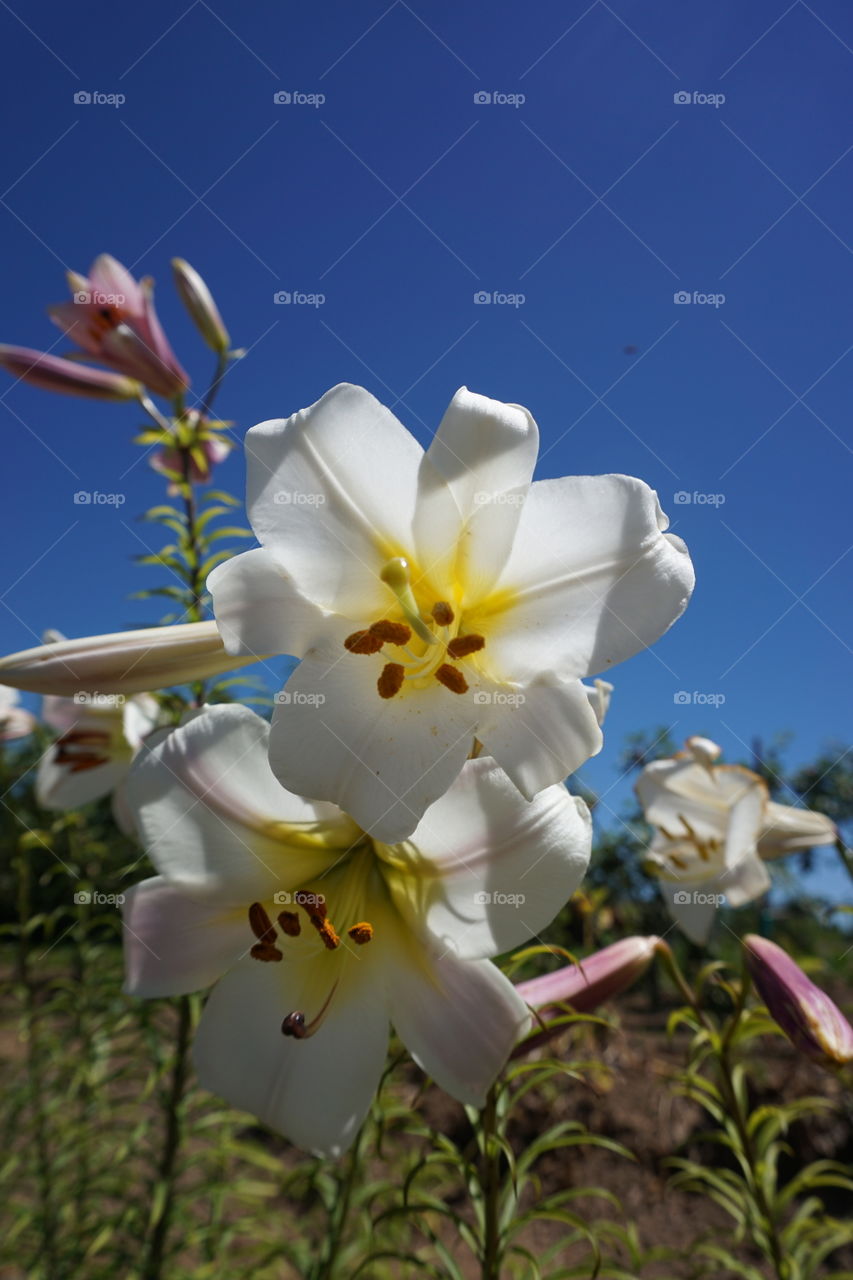 Full Bloom. Grandma has the most gorgeous flowers