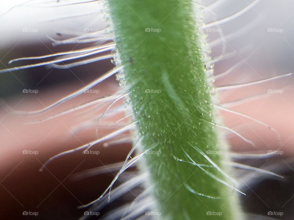 Macro tomato stalk