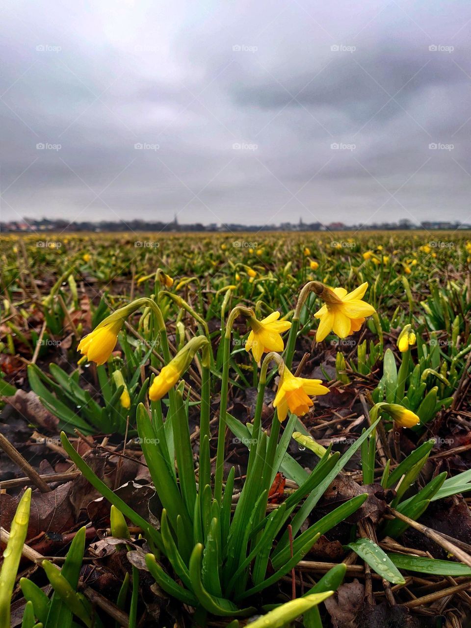 Flowerfields daffodills