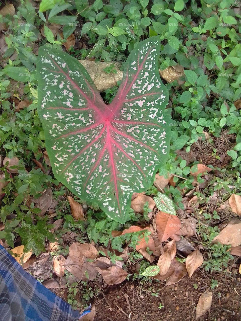 multicolored leaf