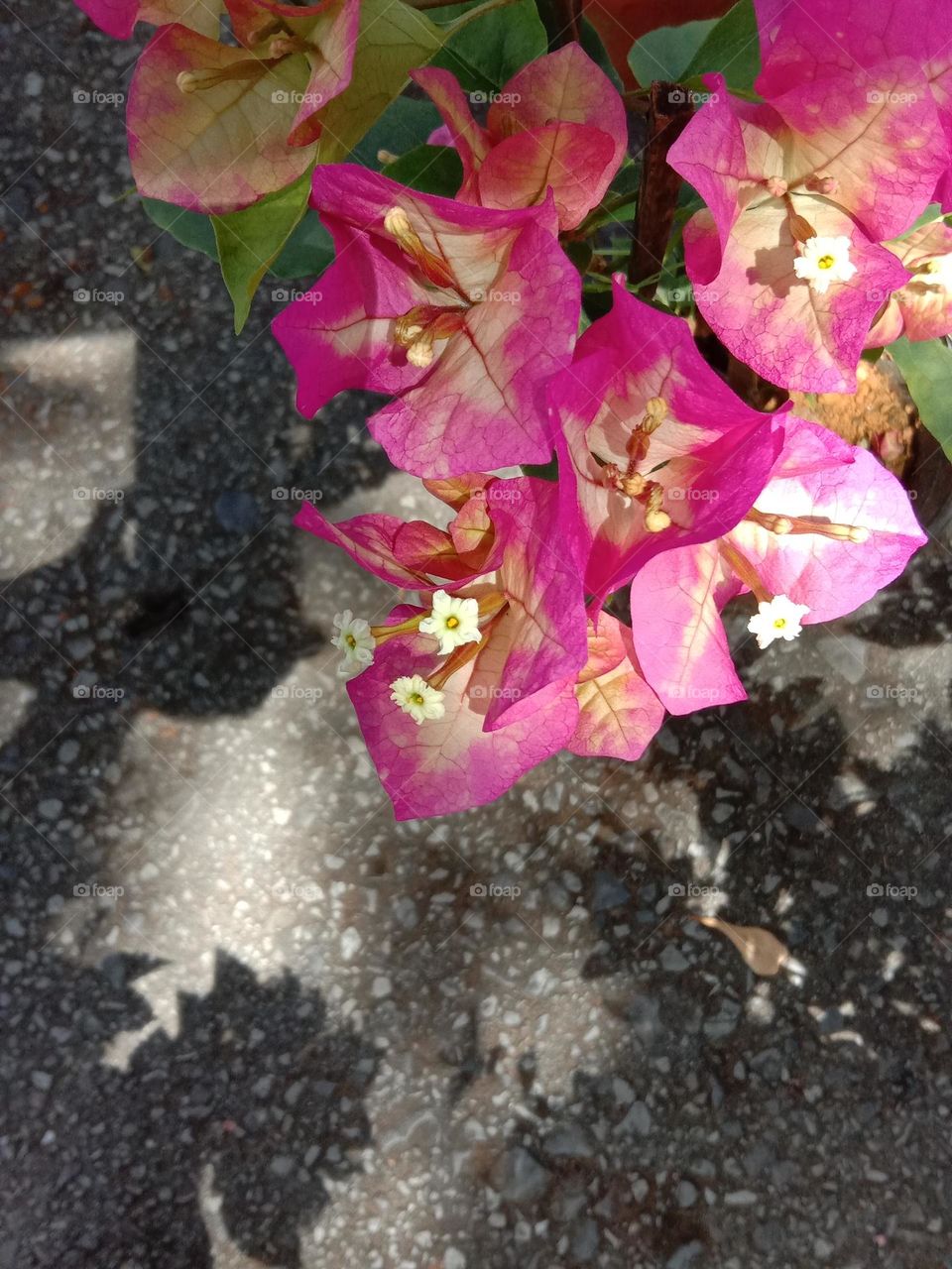 Flowers don’t tell, they show