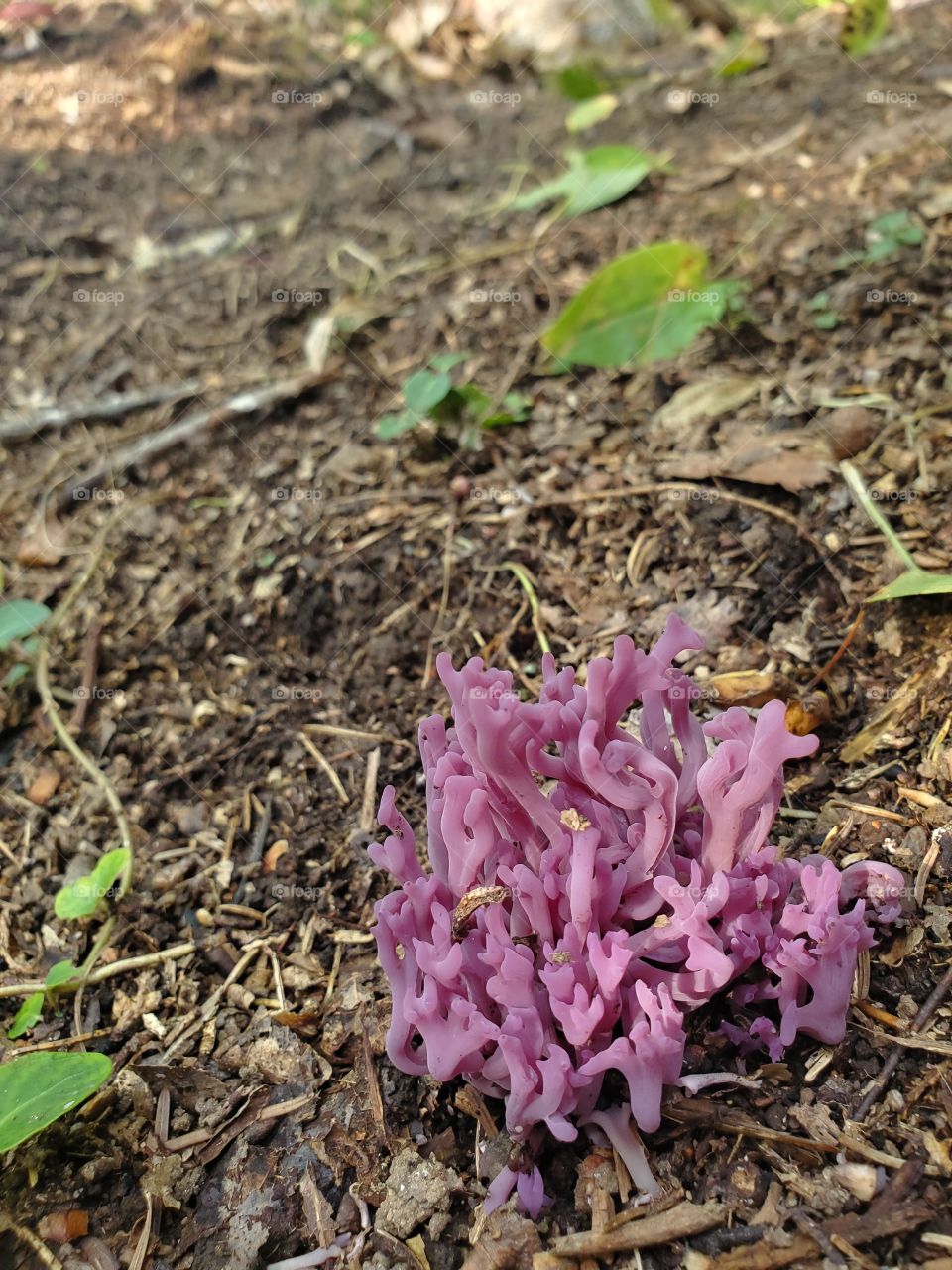 Violet Coral