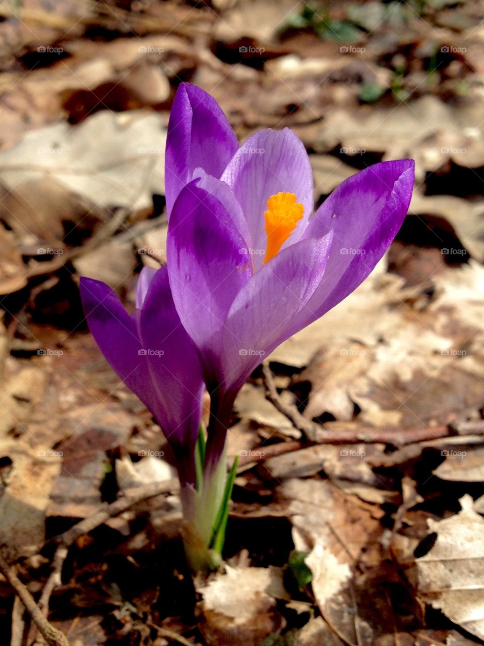 The spring is coming