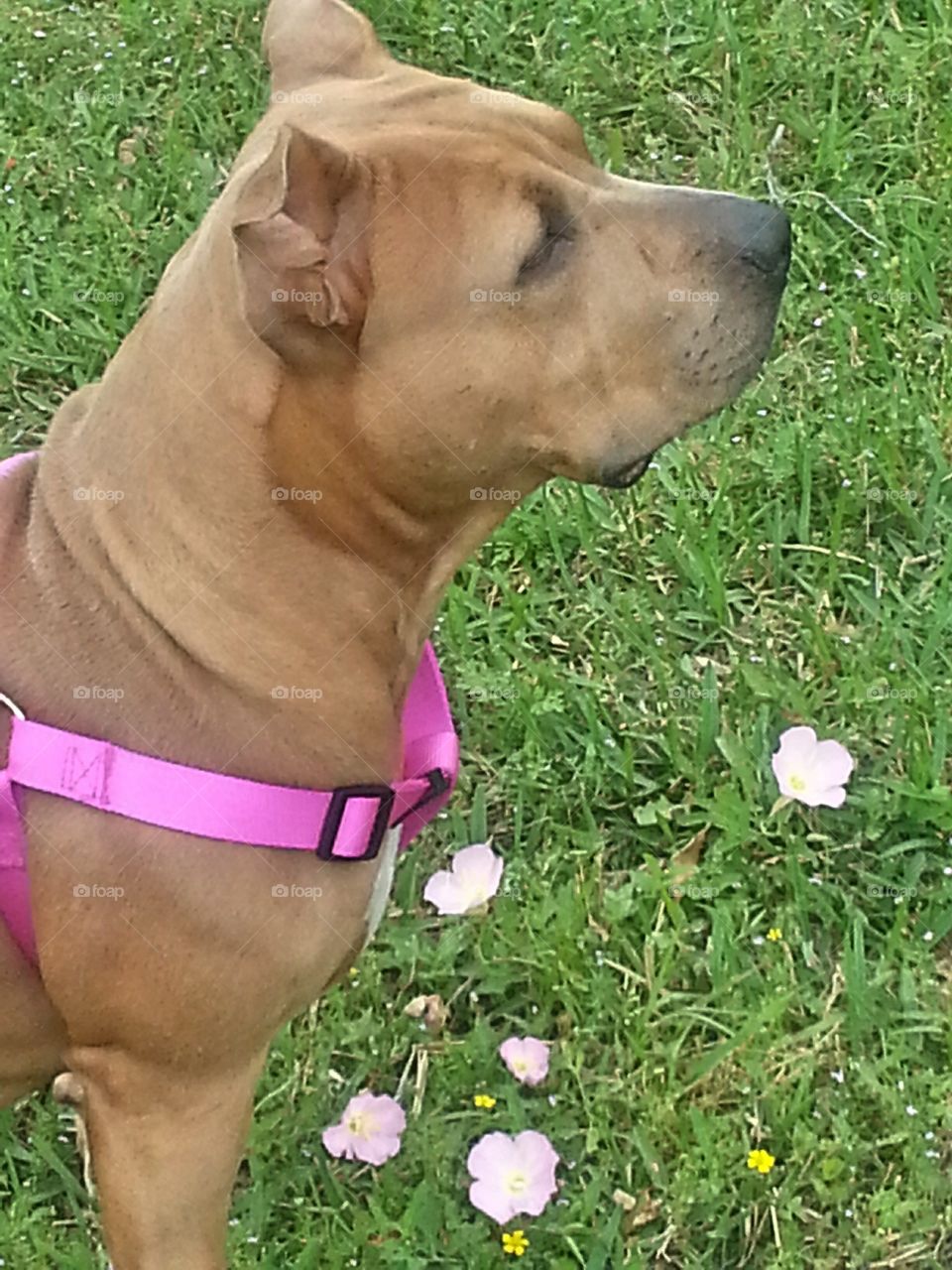 Gorgeous  Bully at the Park. A pic of my beautiful pitbull Trina playing outside.