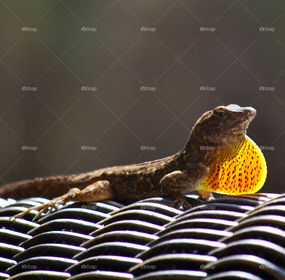 Gecko in the sun