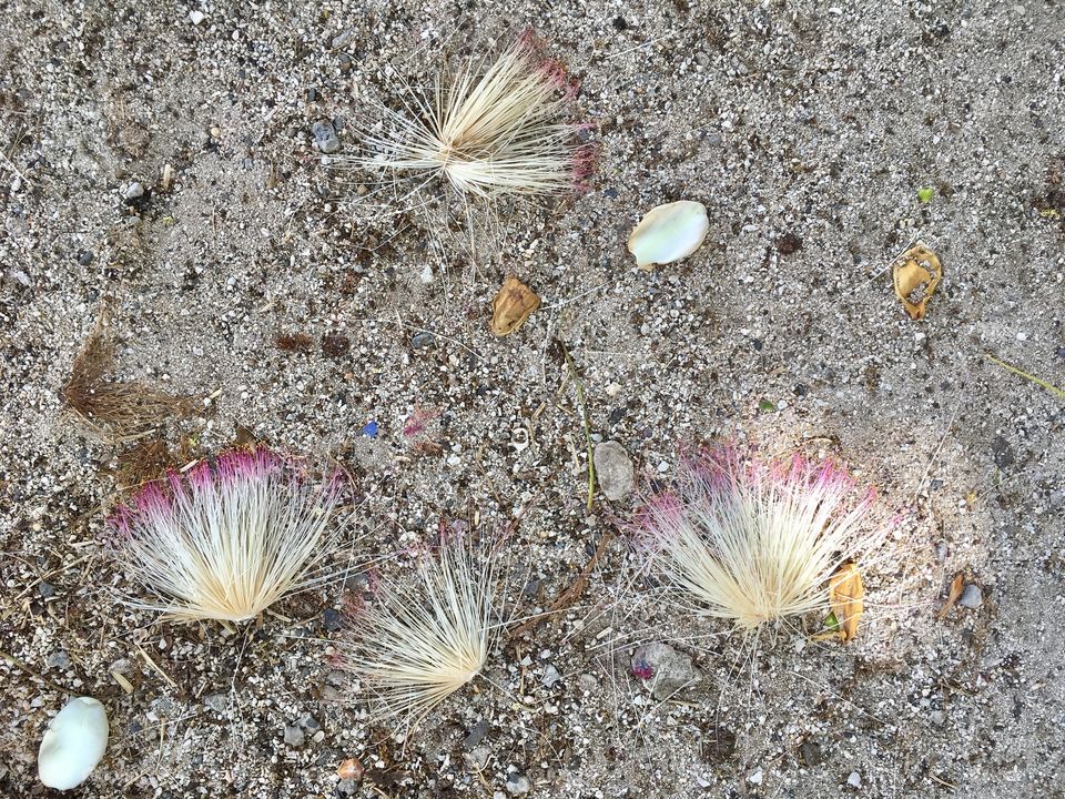 Feathery Flowers and Seashells