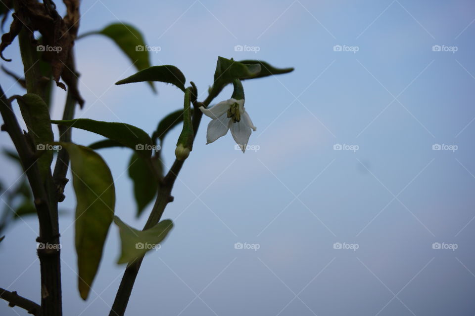 tiny white flower