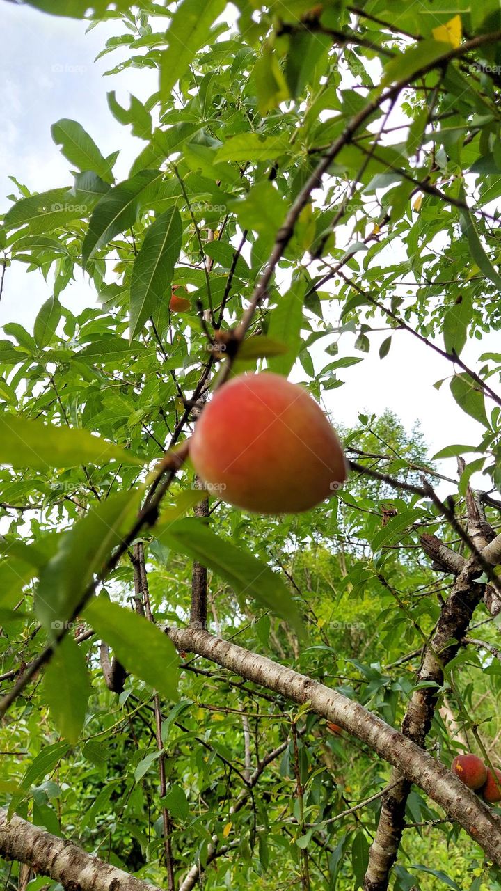 Sobrou um delicioso e suculento pêssego, espera alguém que o colha.