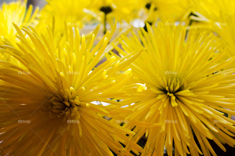 Golden yellow flowers