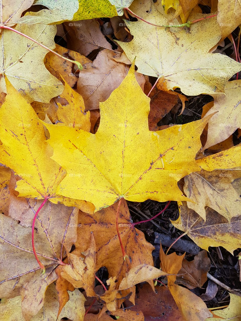 Yellow autumn leaf
