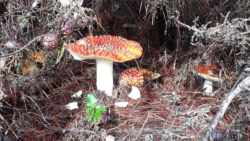 forest mushroom