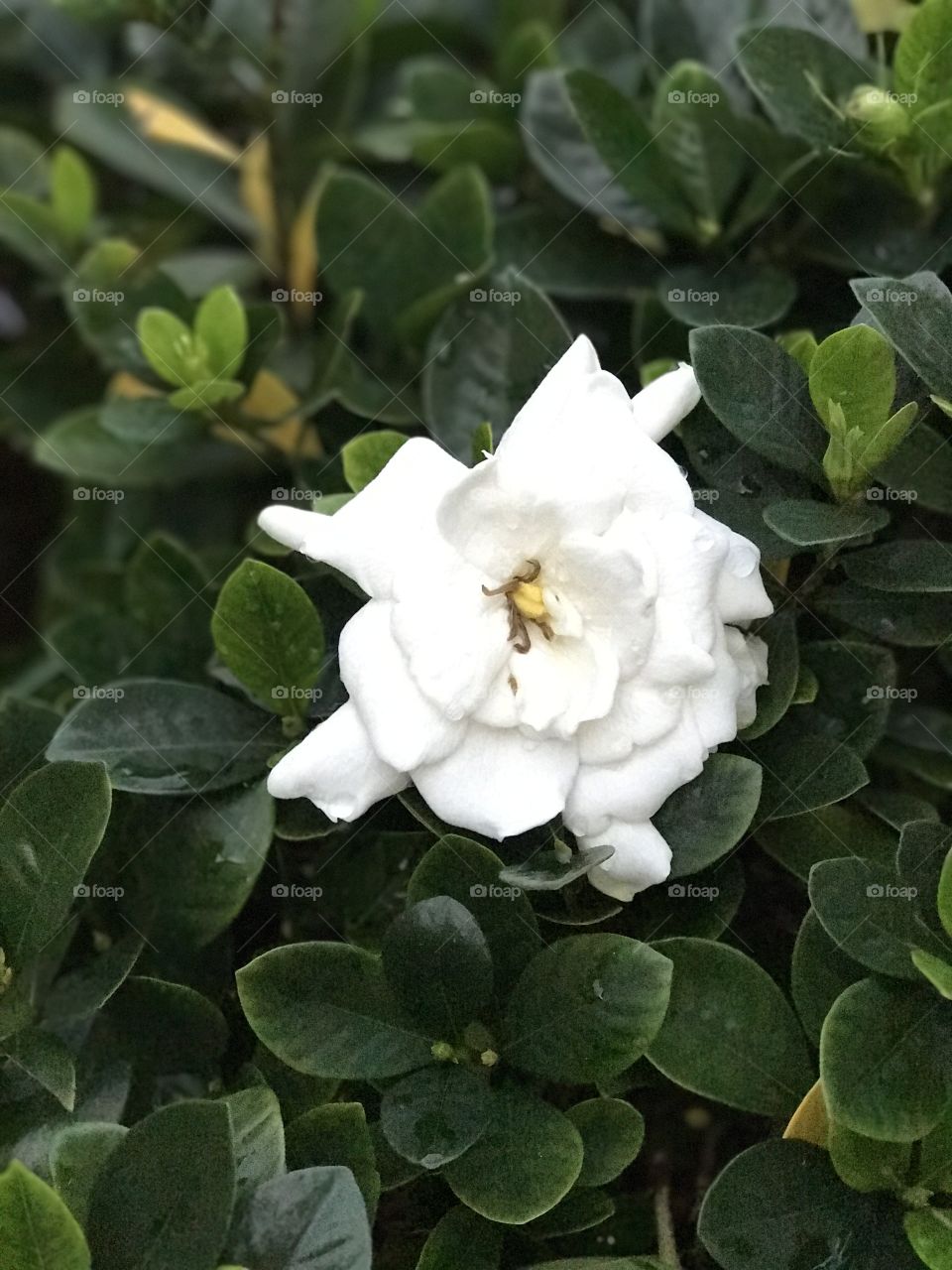 Gardenia Bloom
