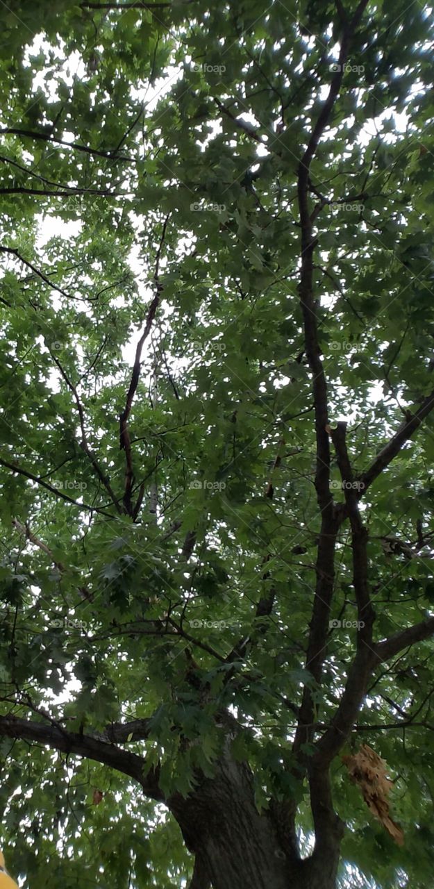 view of tree looking up